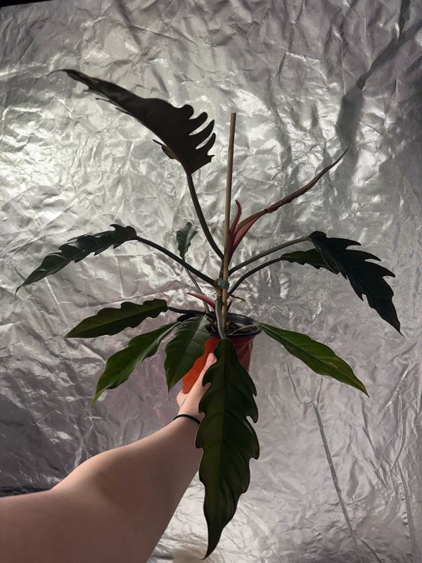Philodendron Chocolate Empress/Pluto