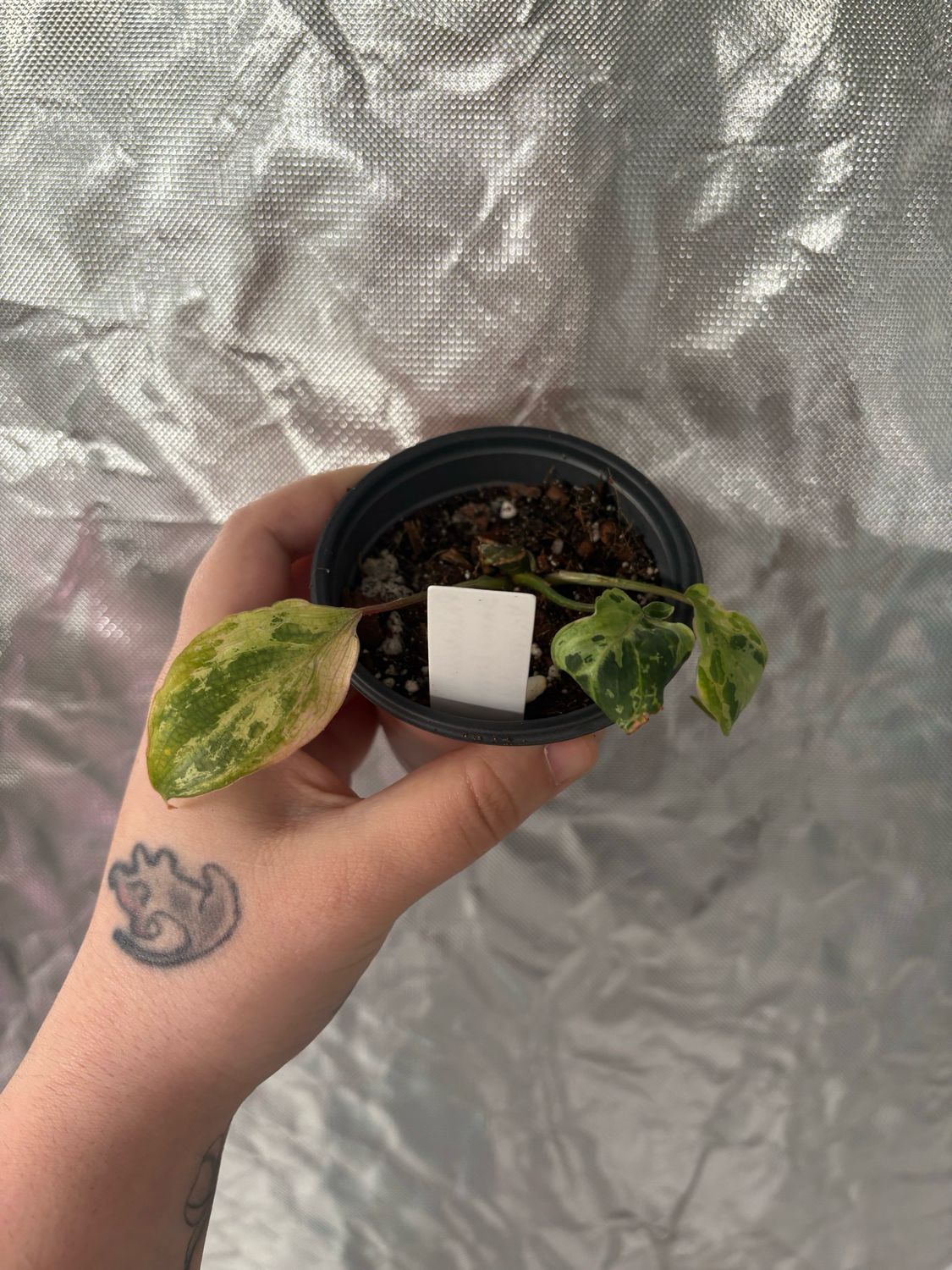 Philodendron Gloriosum Snow Leopard Variegated