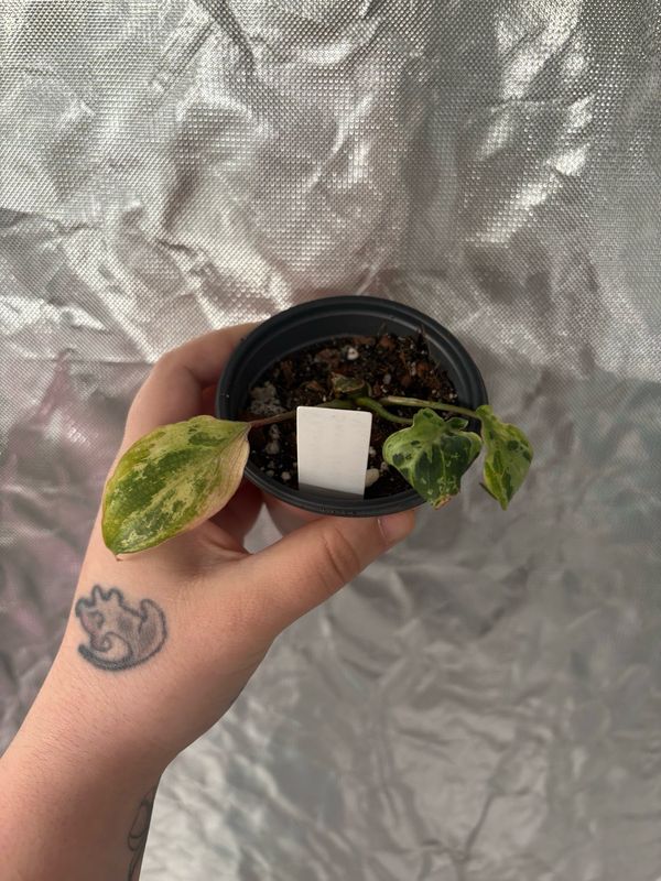 Philodendron Gloriosum Snow Leopard Variegated