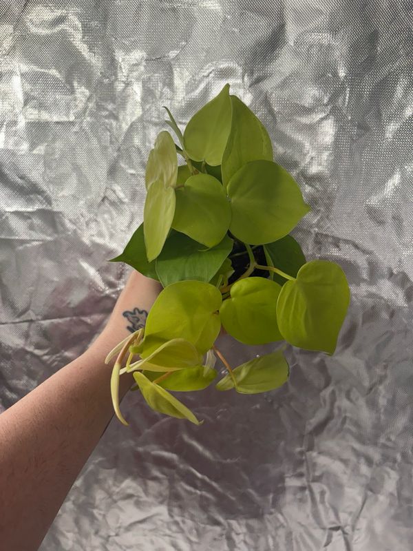 Philodendron  Cordatum Lemon Lime
