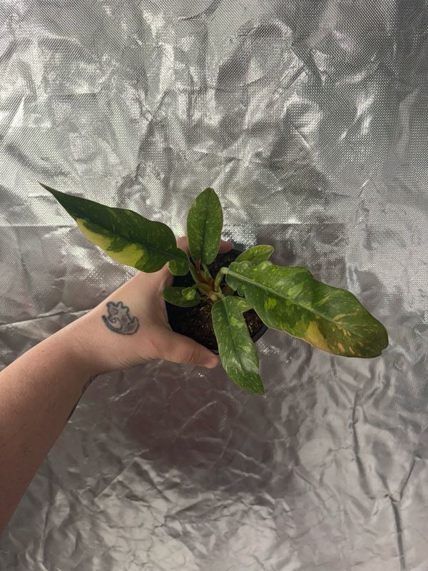 Philodendron Ring Of Fire