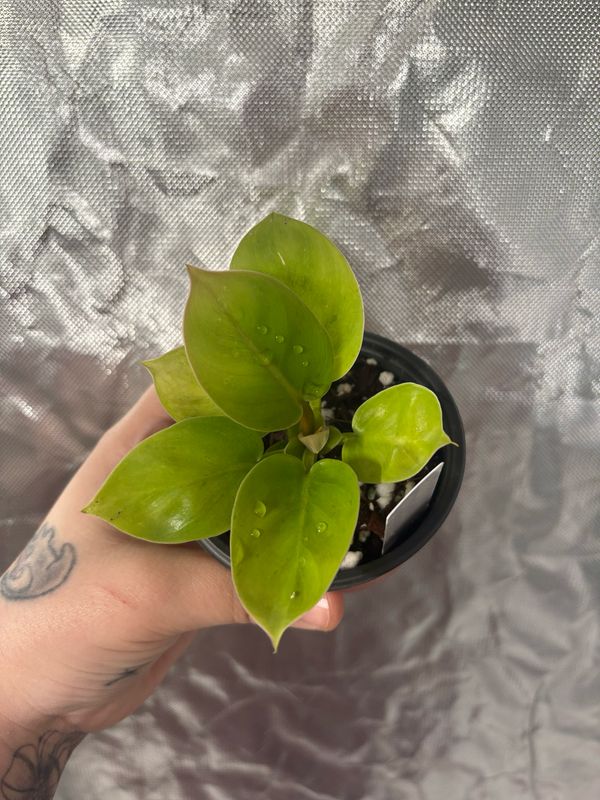 Philodendron Ruaysap Variegated