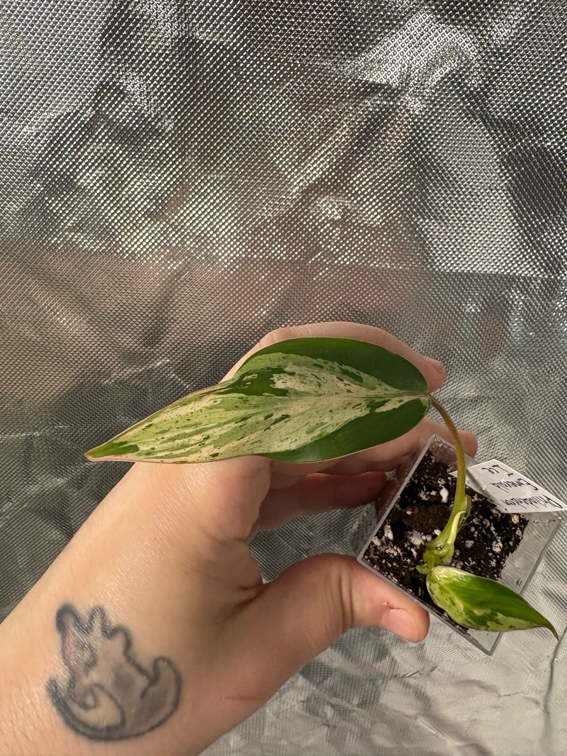 Philodendron Emerald Ice Queen