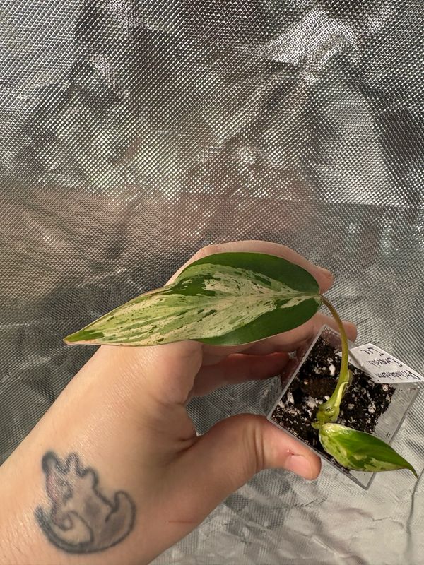 Philodendron Emerald Ice Queen