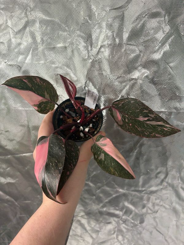 Philodendron Pink Galaxy
