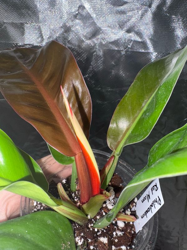 Philodendron Red Moon