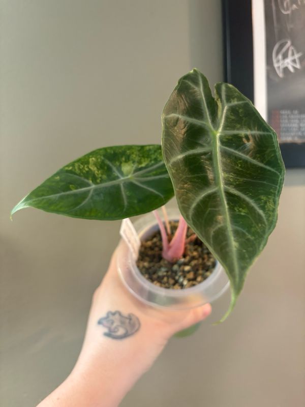 Alocasia Nairobi Nights Variegated