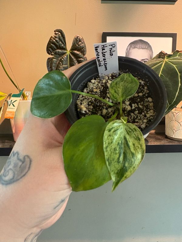 Philodendron Heart Leaf Variegated