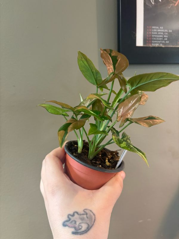 Syngonium Red Spot Tricolor