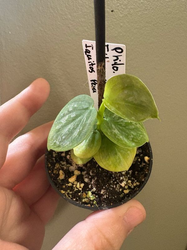 Philodendron Fitzcarraldo Iquitos ‘Peru’