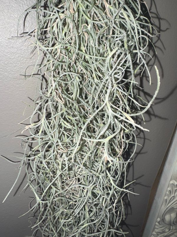 Spanish Moss