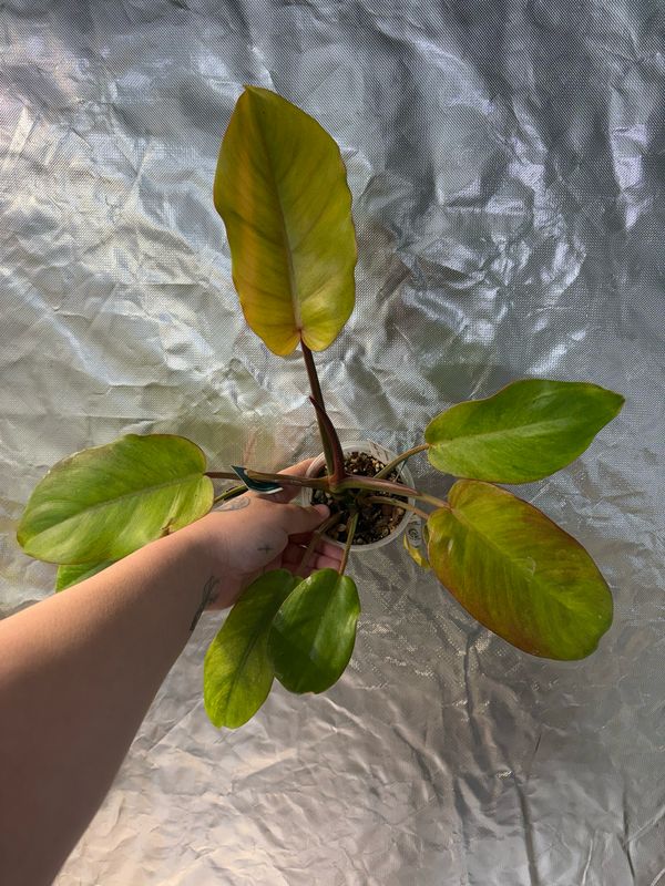 Philodendron Jungle Fever
