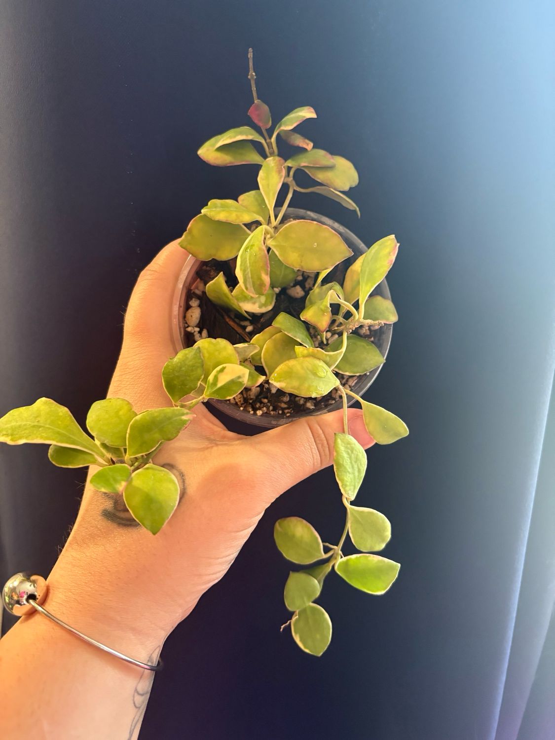 Hoya Heuschkeliana Outter Variegated
