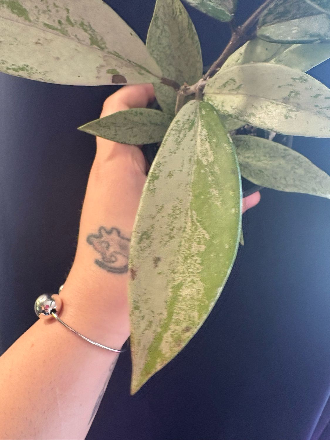 Hoya Pubicalyx Pink Silver Ghost