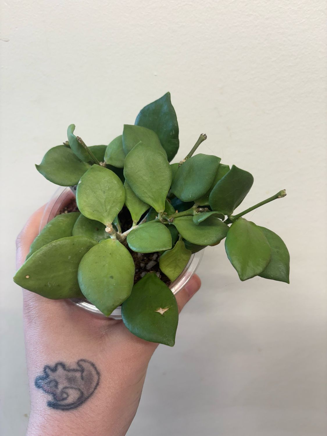 Hoya NS 05-055