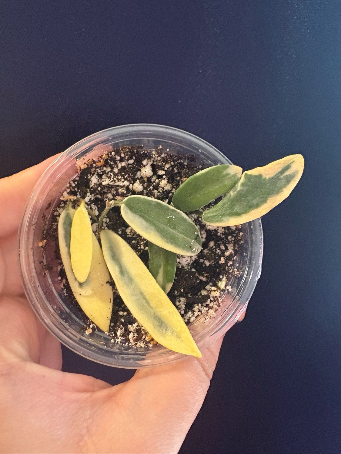 Hoya Lyi ‘Prism’