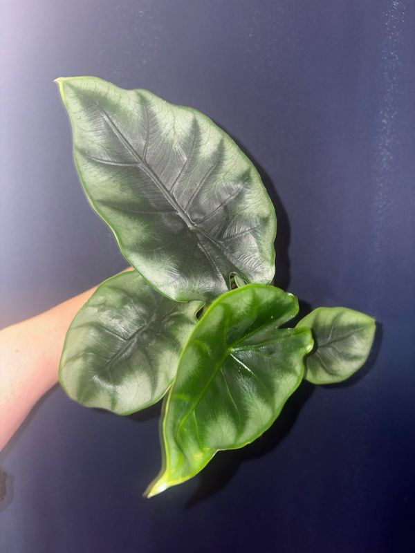Alocasia Reversa