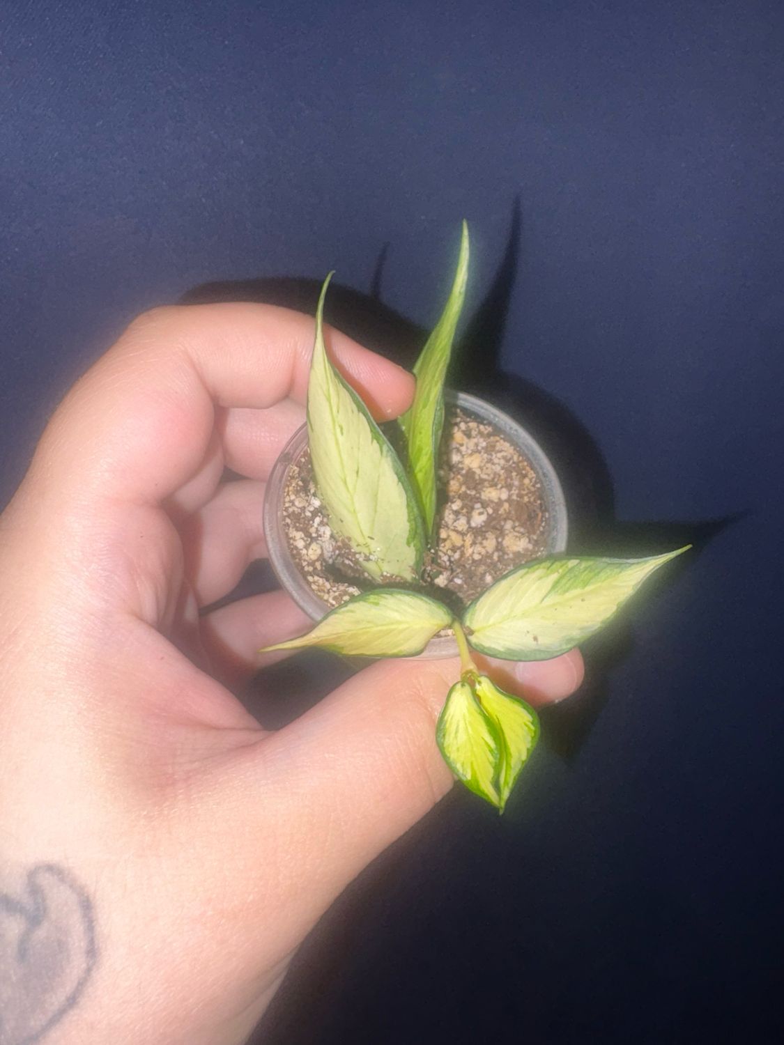Hoya Polyneura Inner Variegated