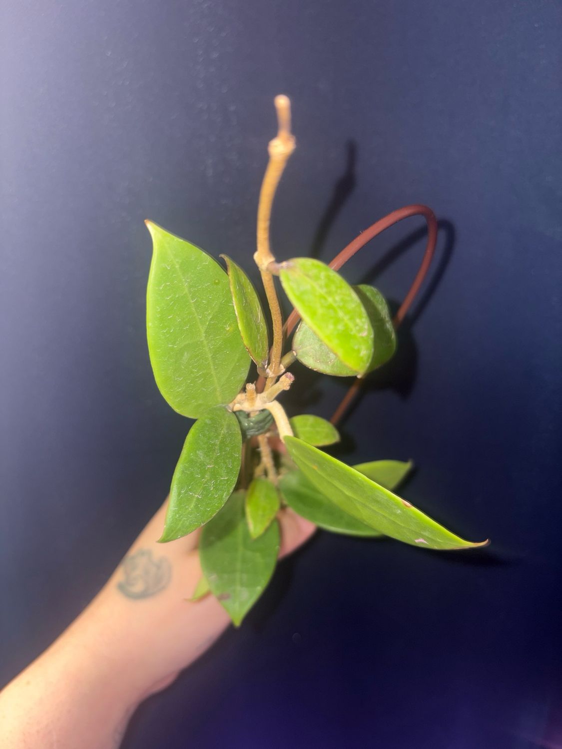 Hoya Verticillata