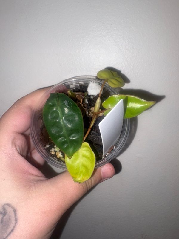 Philodendron Billietiae Variegated