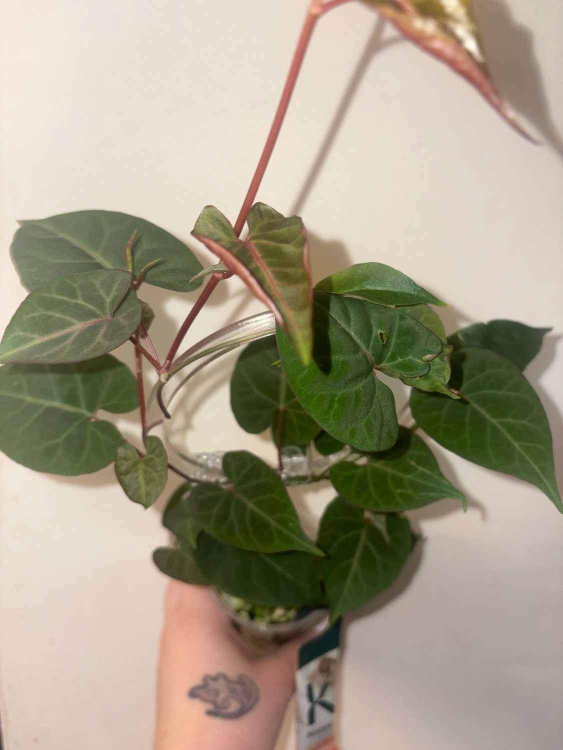 Fallopia Multiflora
