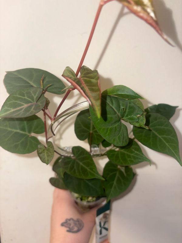Fallopia Multiflora