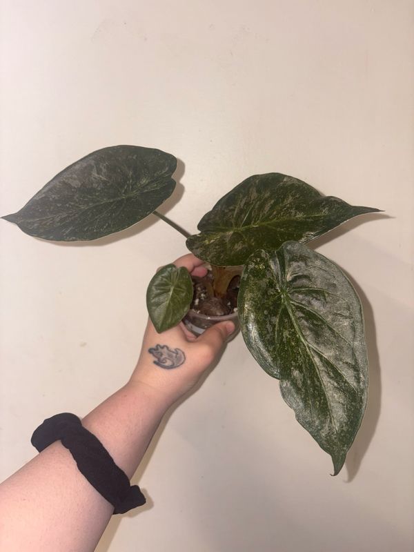 Alocasia Wentii Pink Splash