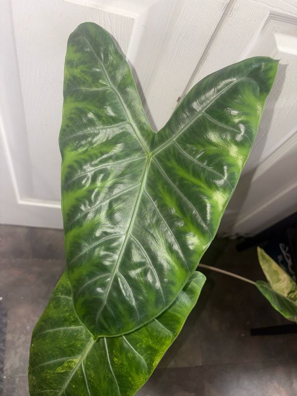 Alocasia Pink Dragon Aurea
