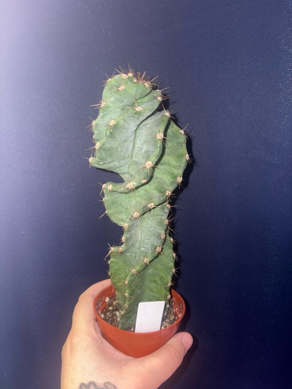 Spiral Cactus