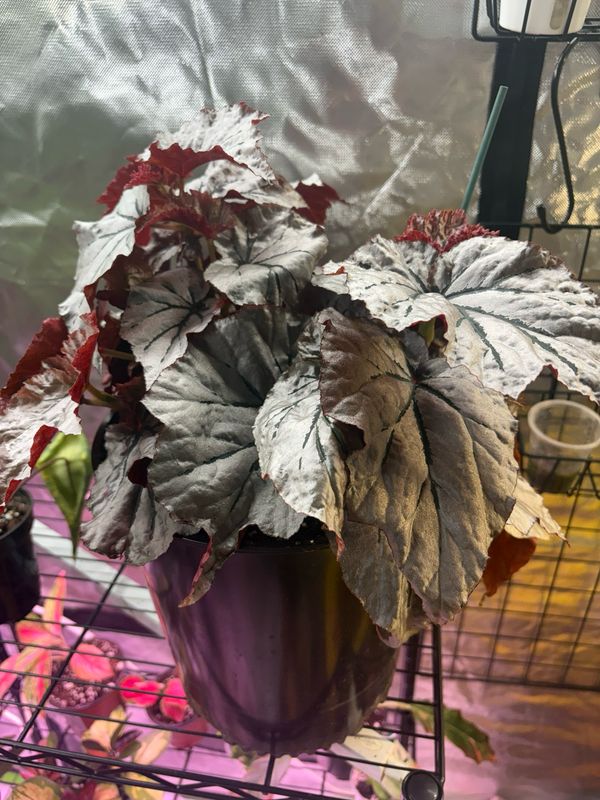 Begonia Looking Glass
