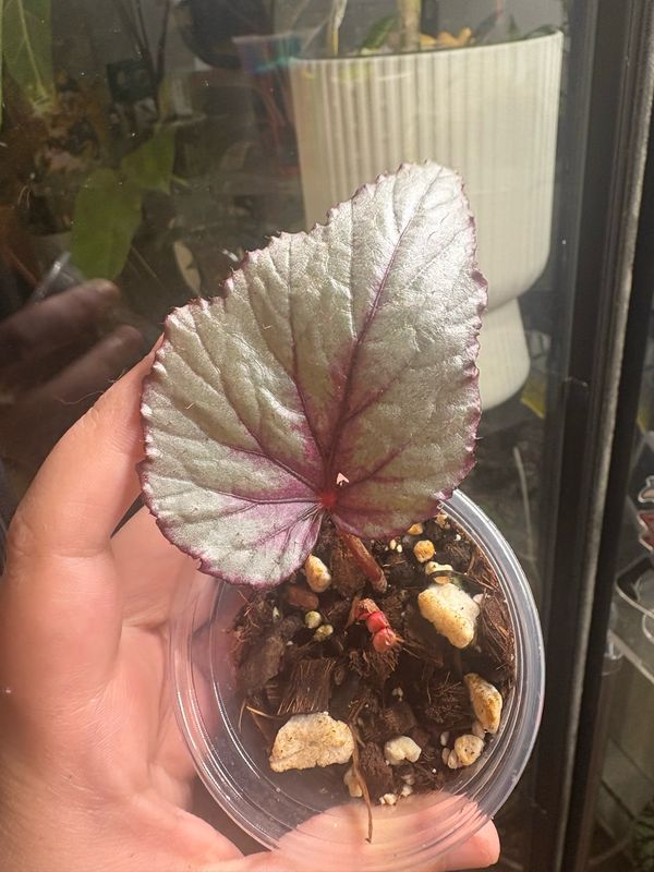 Begonia Dragon Fruit