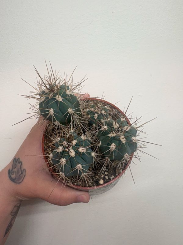 Toothpick Cactus