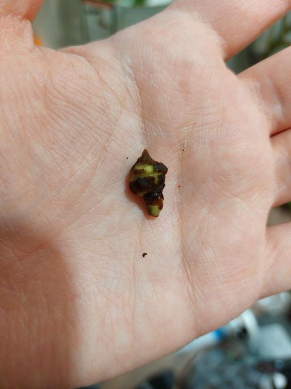 Tigrina Superba Aurea Corm