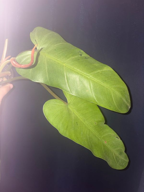 Philodendron Whipped Way