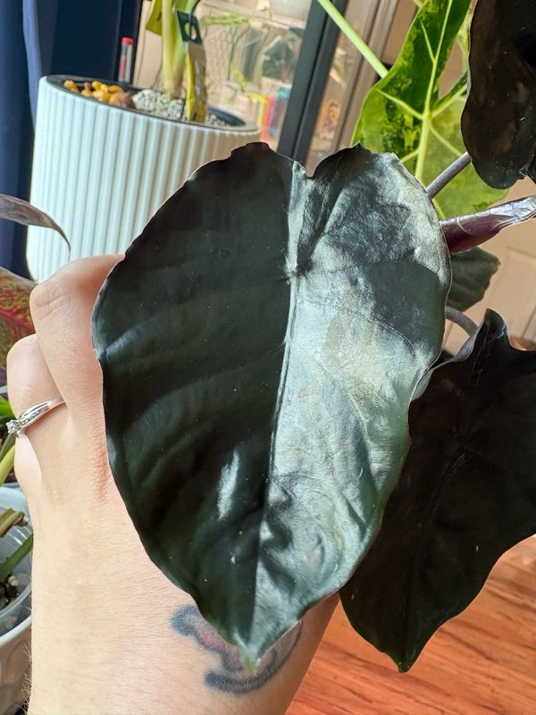 Alocasia Infernalis