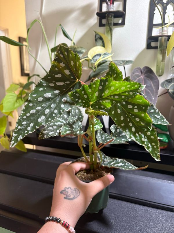 Begonia Maculata