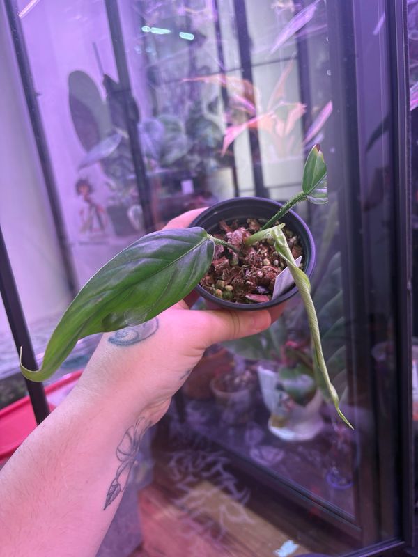 Philodendron Genevievianum