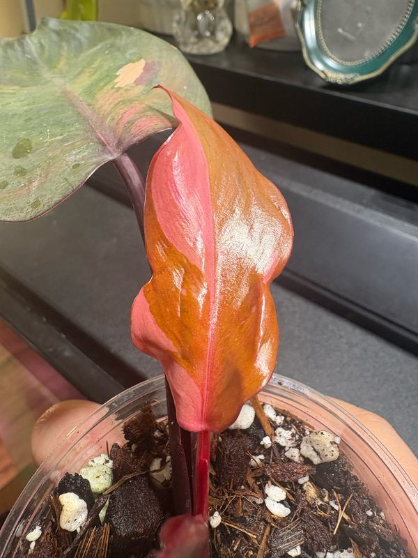 Philodendron Persimmon Princess