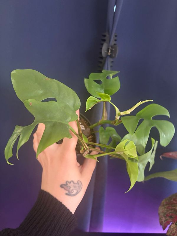 Rhaphidophora Tetrasperma