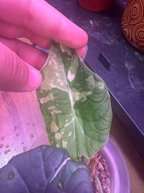 Alocasia Maharani Albo