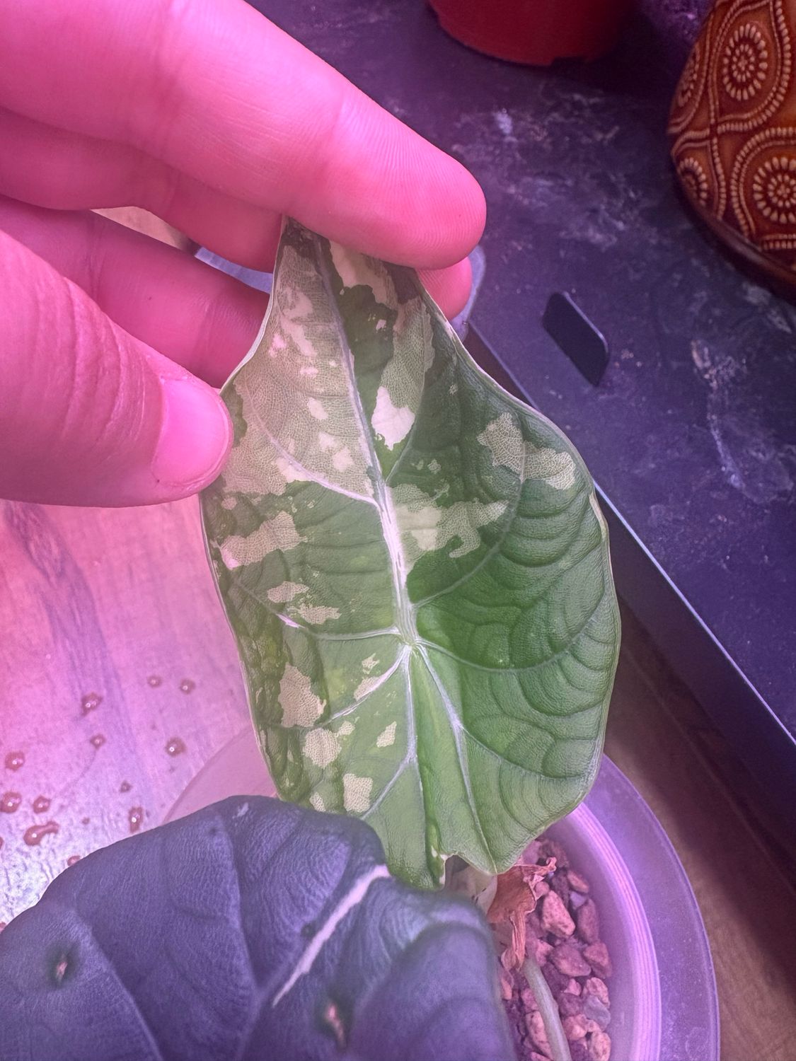 Alocasia Maharani Albo