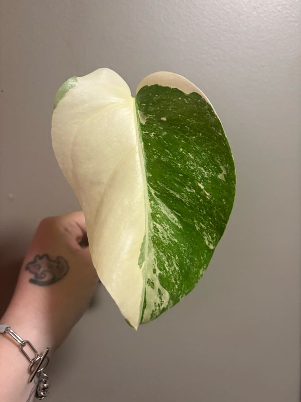 Monstera Bor. Albo Holland