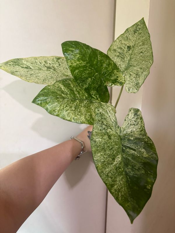 Alocasia Macrorrhiza Camo