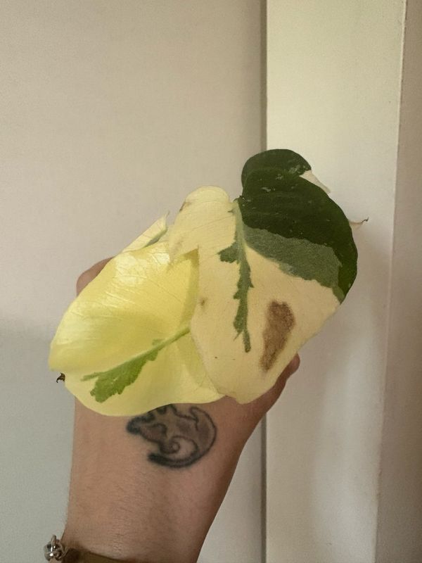 Monstera Thai Constellation