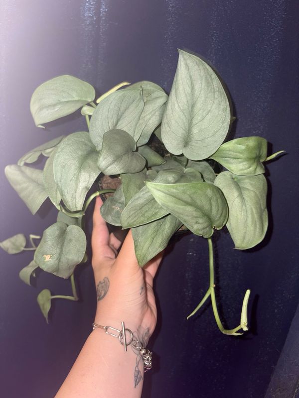 Scindapsus Java