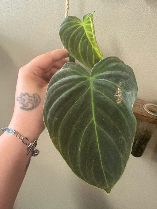 Philodendron Splendid