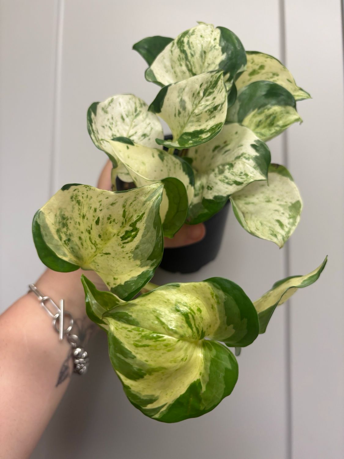 Pothos Manjula