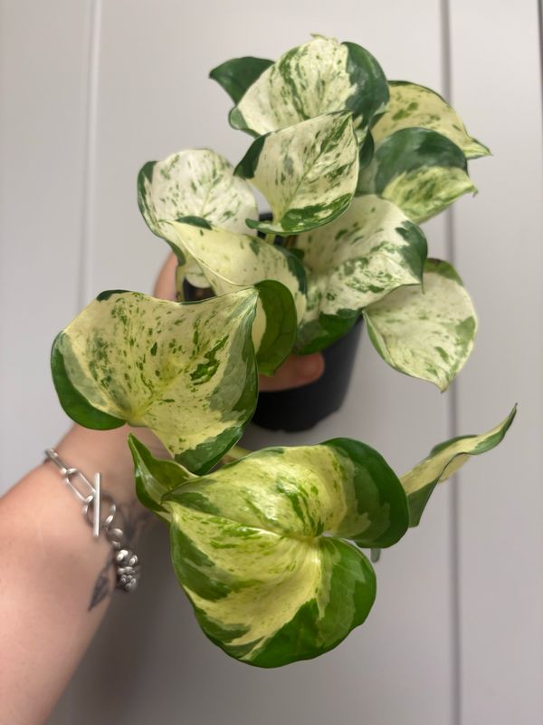 Pothos Manjula