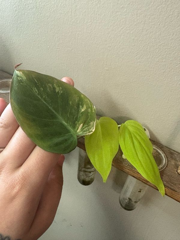 Philodendron Micans Aurea