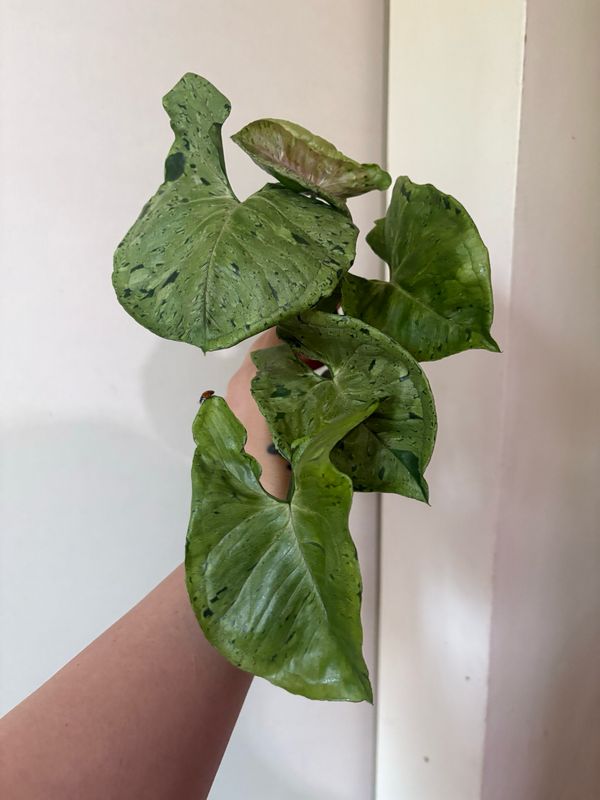 Syngonium Grey Ghost